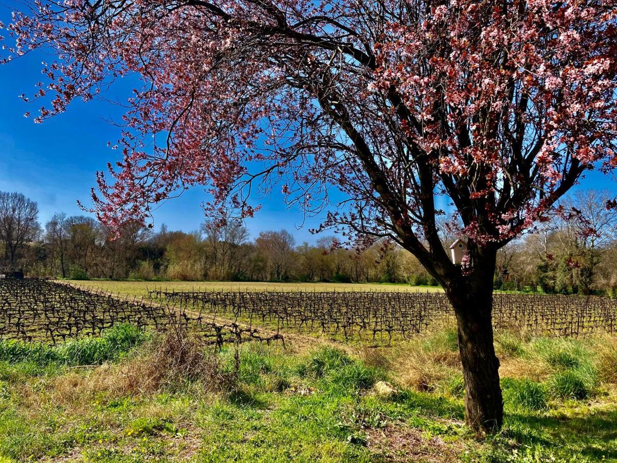 Lodging Au Milieu Des Vignes & Des Etoiles Saint-Jean-de-Fos Dış mekan fotoğraf